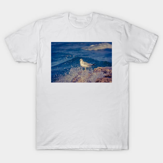 Solitary Seagull 3 of 3 T-Shirt by Enzwell